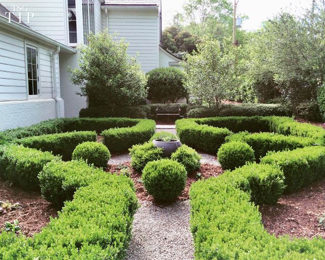Boxwood Watering Guide: Keep Your Shrubs Healthy and Green