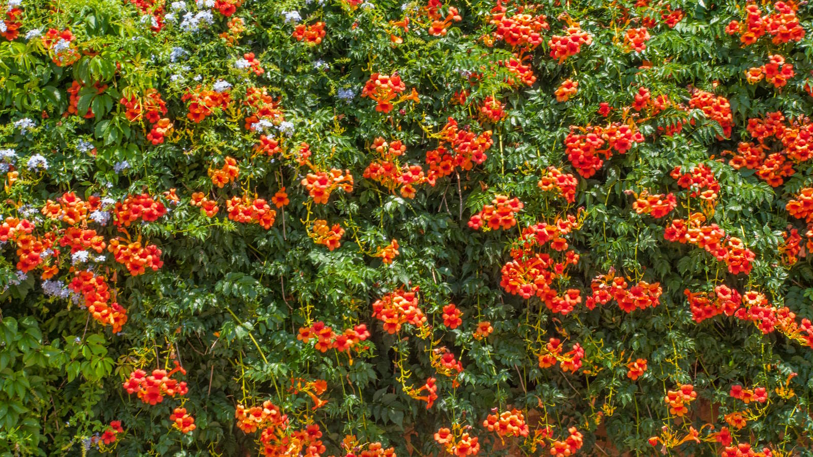 Trumpet Vine Pruning: Tips for Healthy Growth