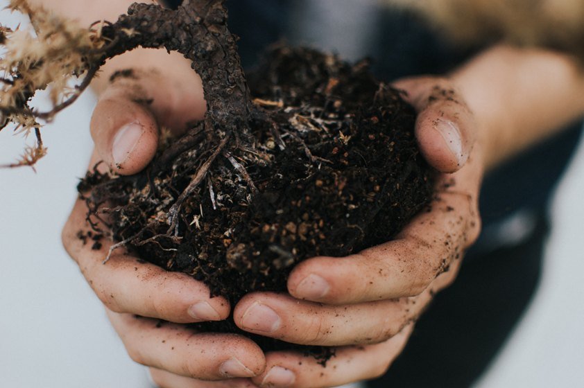 Conquering Soil Mold, Pests, and Diseases: The Holistic Gardener's Approach
