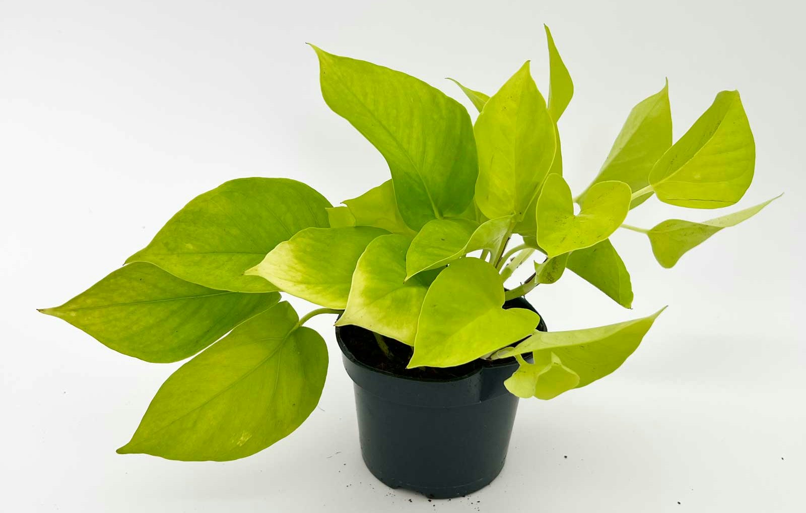 How Much Light Do Pothos Need (Simple Guide for Beginners)