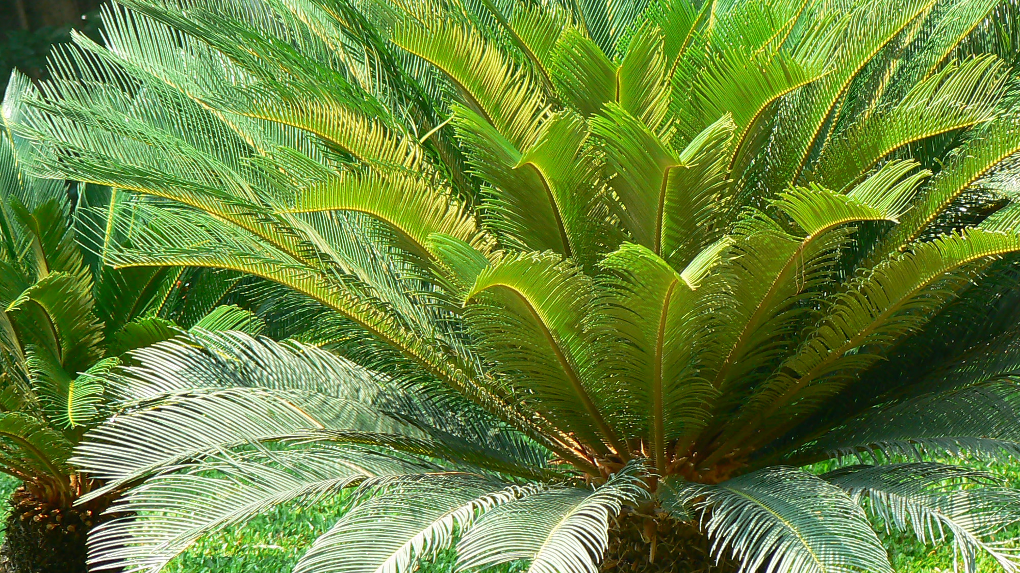 Fertilizing Sago Palms in Pots vs. Ground: Whats the Difference? (Tips for Both)
