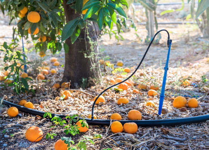 Avoid These Mistakes When Watering Your Citrus Trees