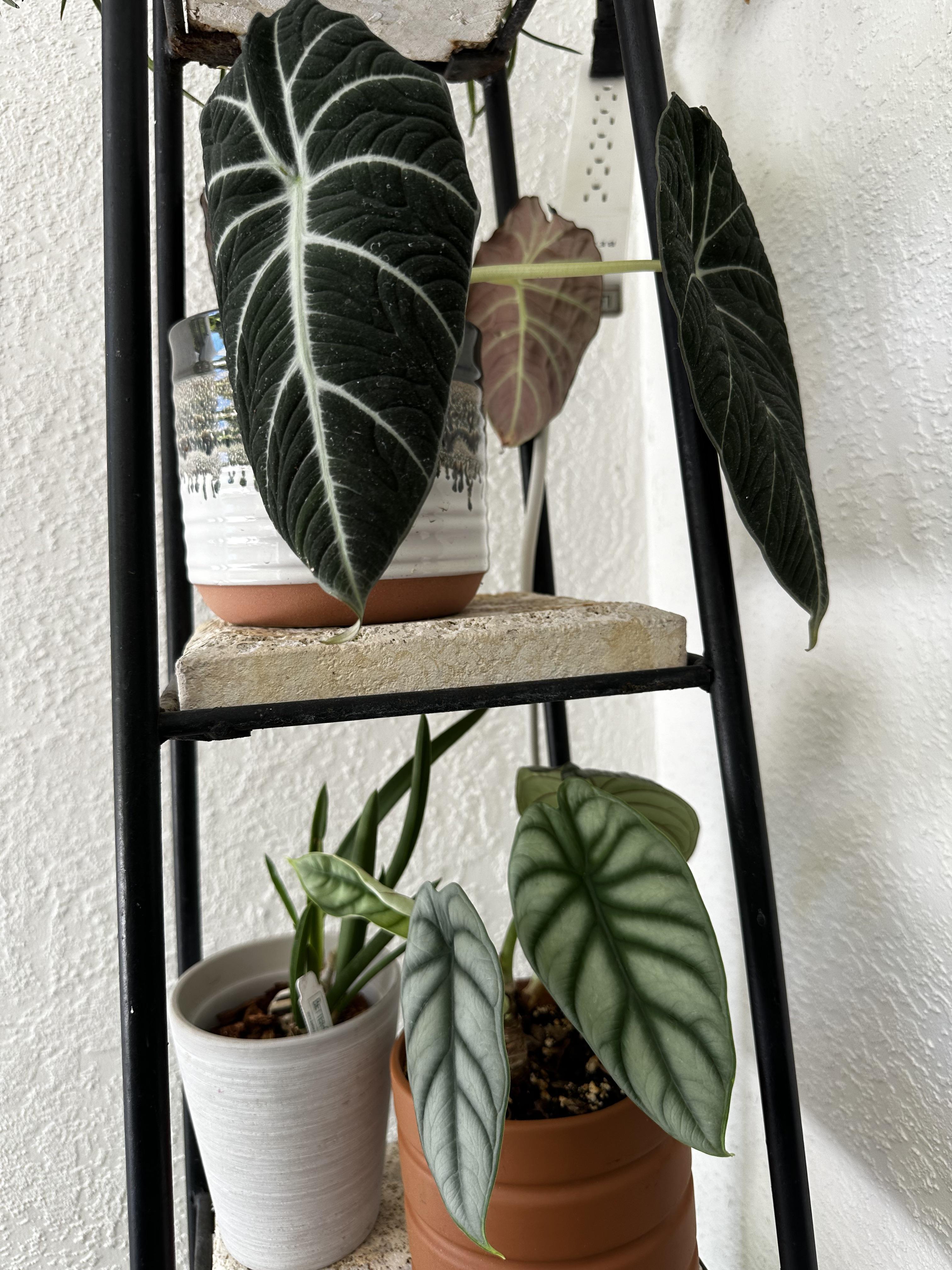 Best Alocasia Fertilizer: Top Picks for Fast Growth
