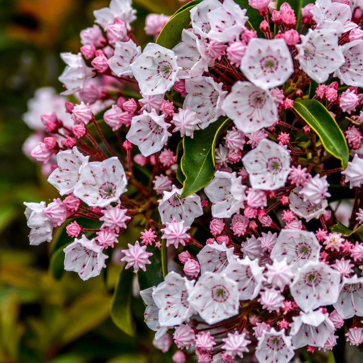 Easy Steps to Pruning Mountain Laurel for Better Growth
