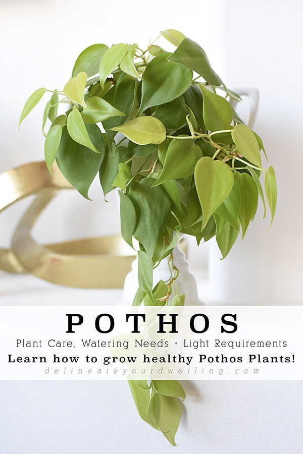 Do Pothos Need Sunlight? Simple Guide for Beginners!