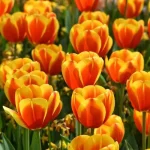 u=1477108710,1302668665&fm=253&fmt=auto&app=138&f=JPEG