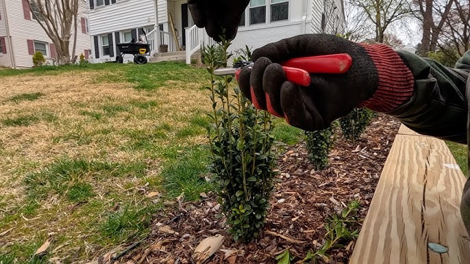 Keep Your Plant Tidy with Sky Pencil Holly Pruning Ways