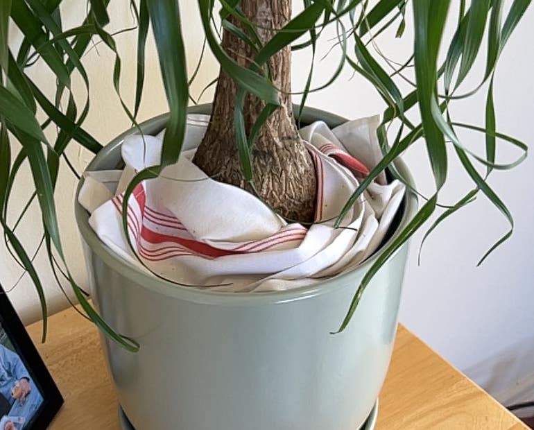 ponytail palm pruning