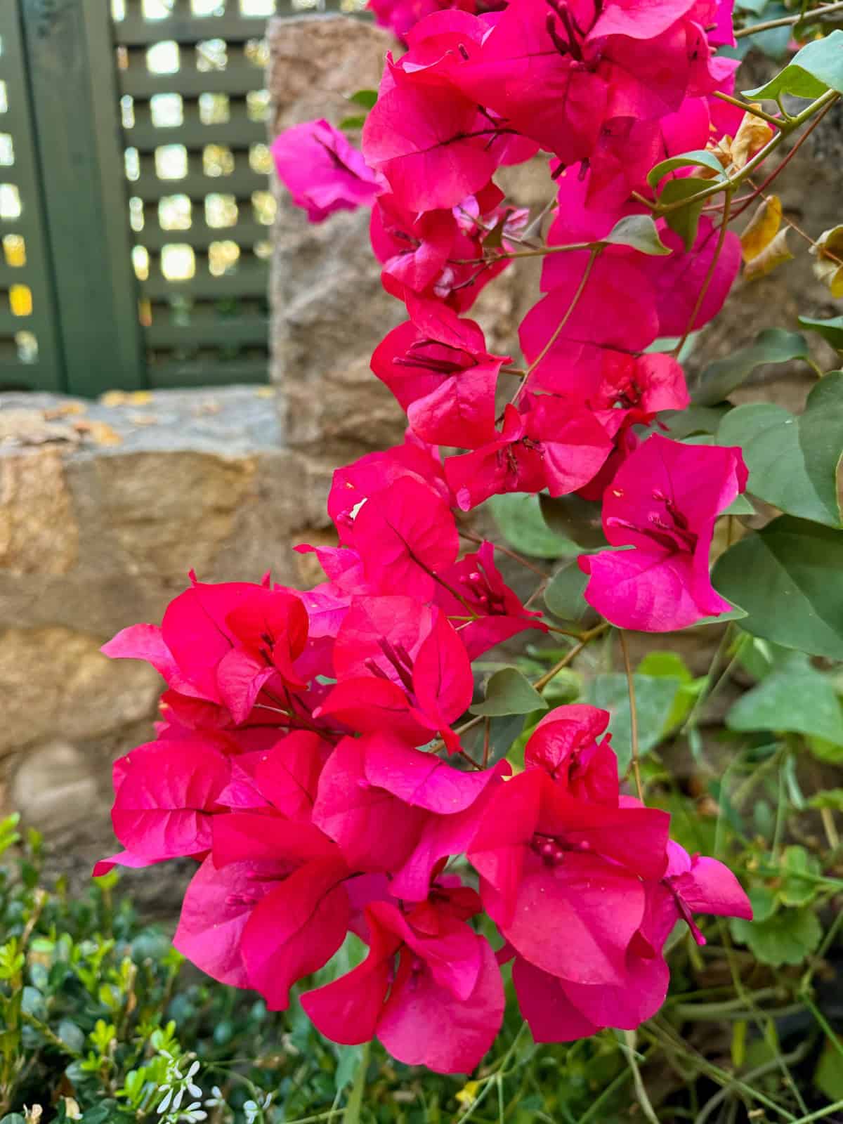 What About Bougainvillea Plant Care in Winter? Heres Your Guide for Keeping It Alive!