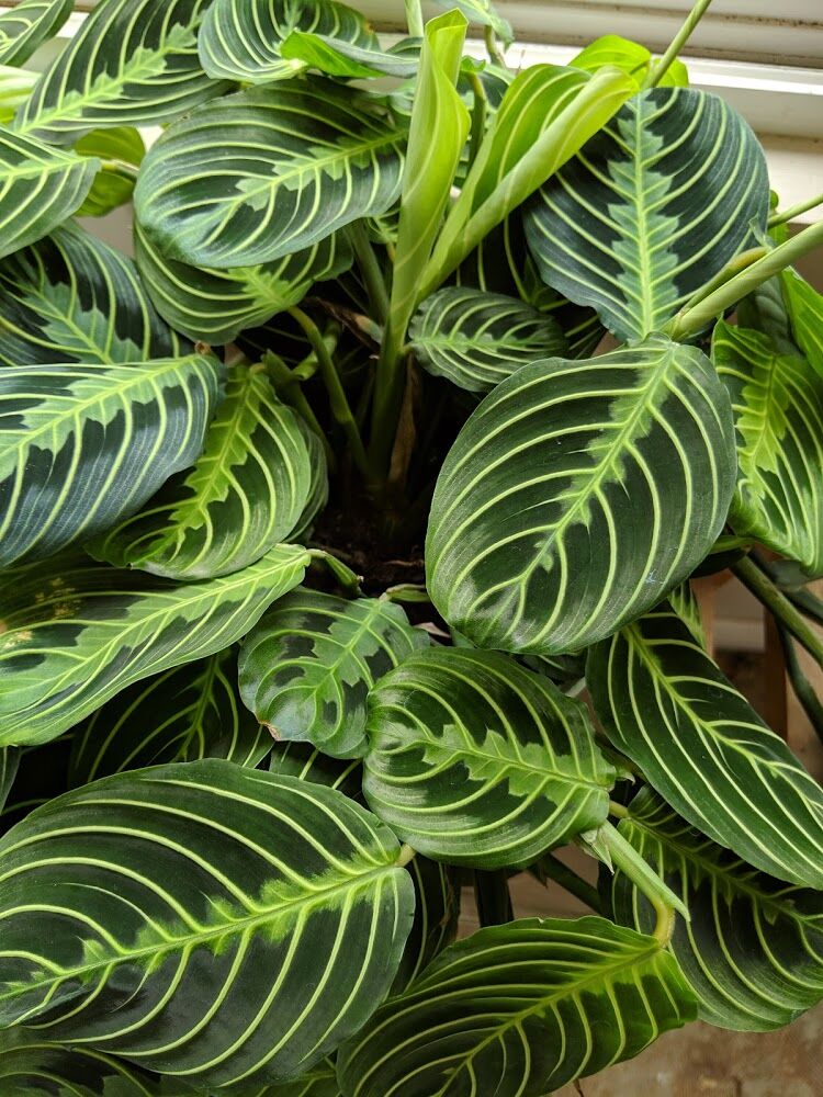 Happy Prayer Plants: Understanding Preferred Temperatures and Seasons