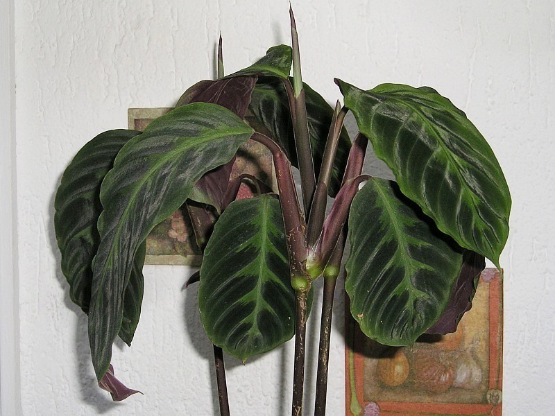 Jungle Velvet Calathea Care for Beginners (Simple Guide to Watering and Light)