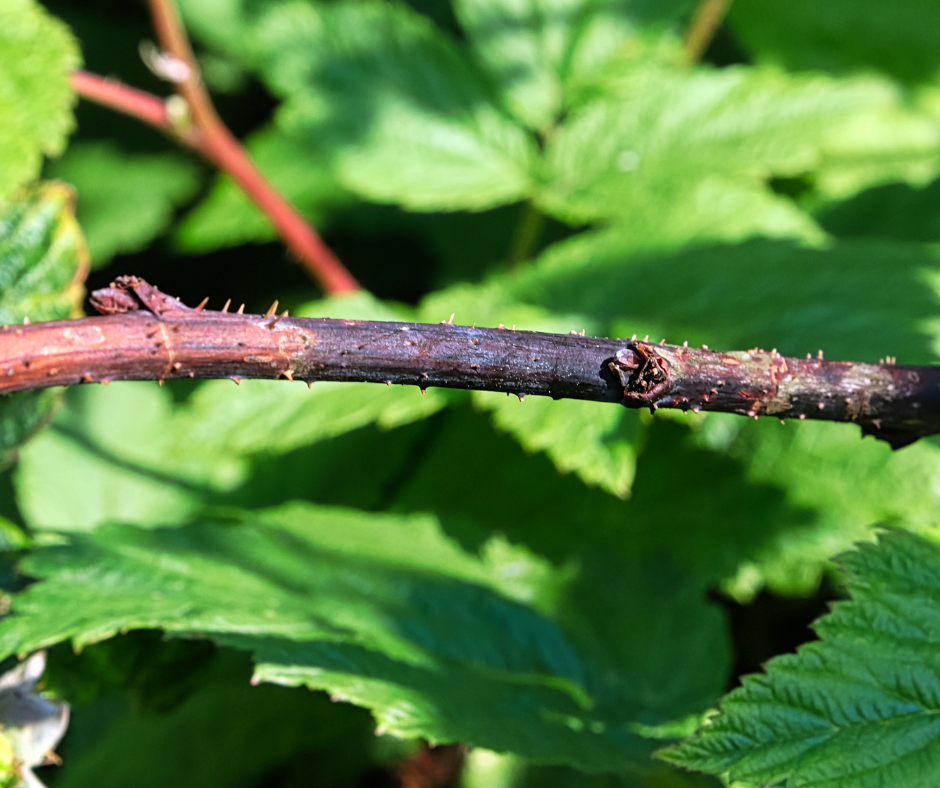 Raspberry Pests and Diseases Pictures: Learn to Recognize Problems and Save Your Crop