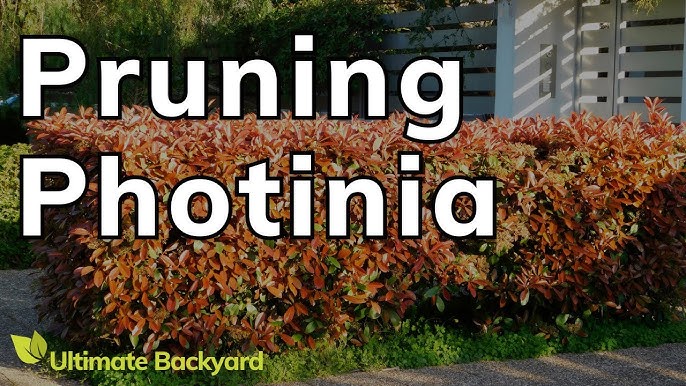 Pruning Photinia: When and How? (Easy Guide for Beginners)