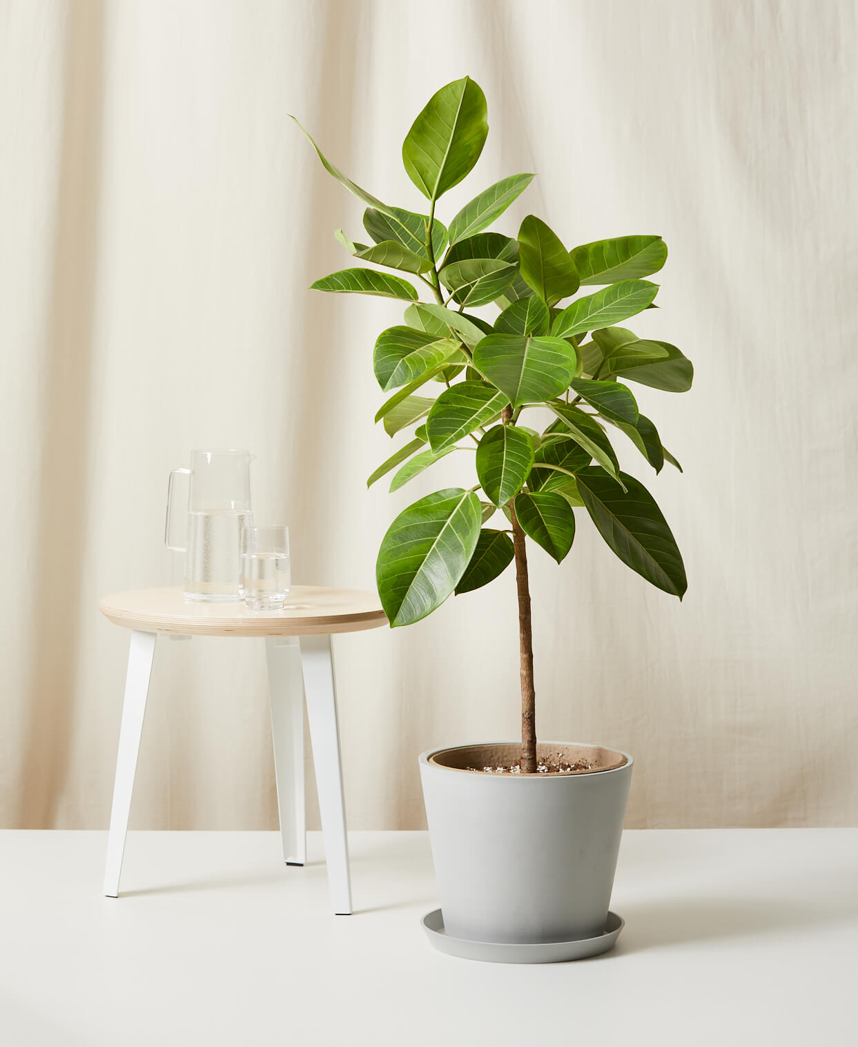 Ficus Plant Repotting: When and How? (Give Your Ficus the Best Care)