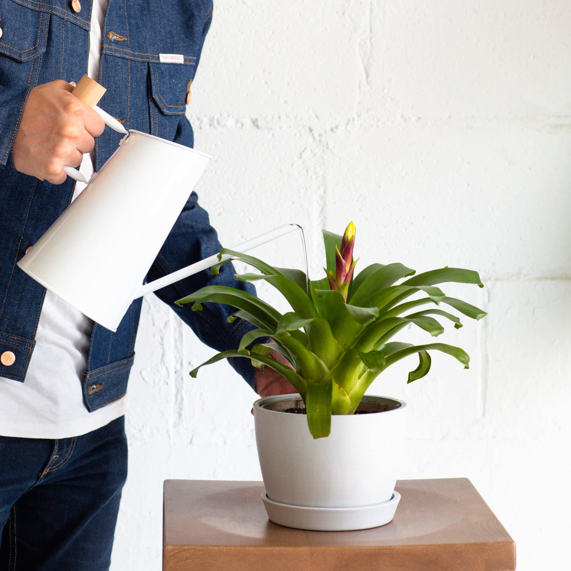 Help, I think Im overwatering! Heres how to recognize the crucial signs of overwatering.