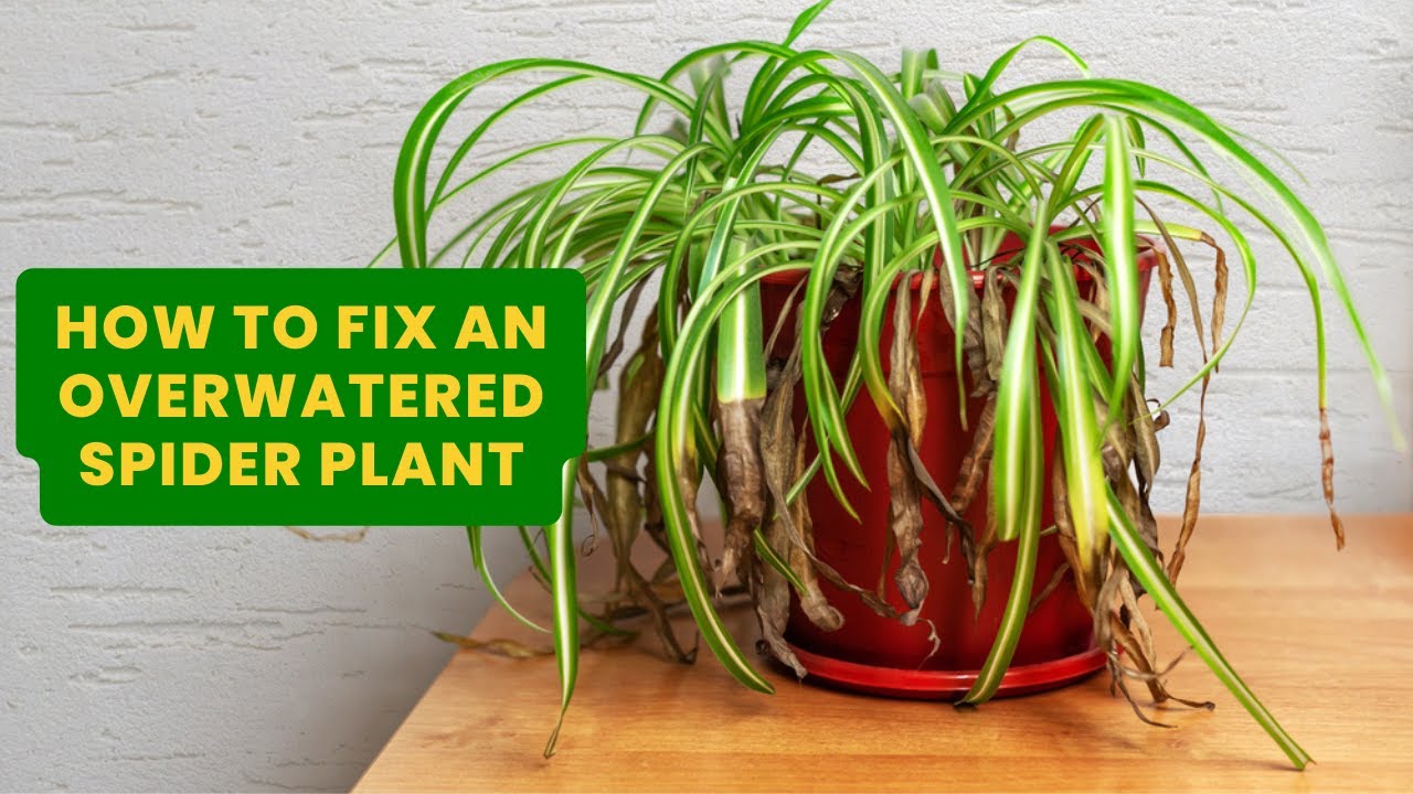 Help! Overwatering Spider Plant Problems! Easy Tips to Revive Your Plant Fast!