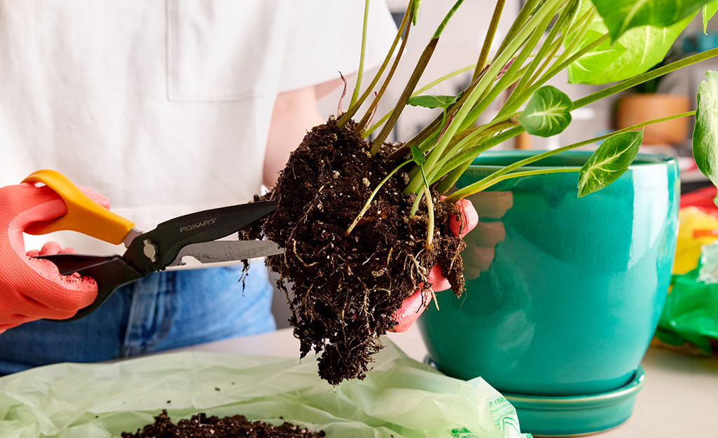 Plant Repotting Service Near Me How to Choose