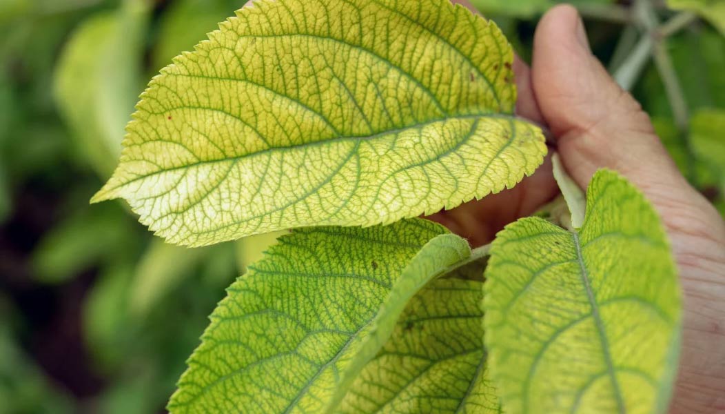 Signs of Overwatering Trees: Yellow Leaves and More! Discover Common Clues That Your Tree is Waterlogged.