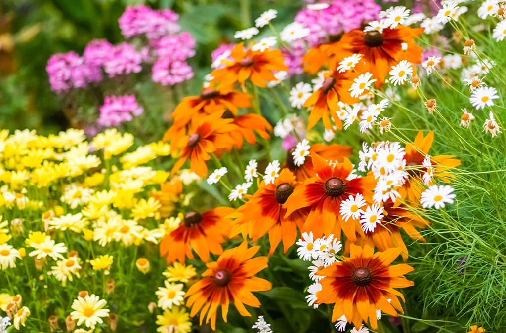 Best Flowers to Grow in Chicago: Pro Tips for Local Gardeners!