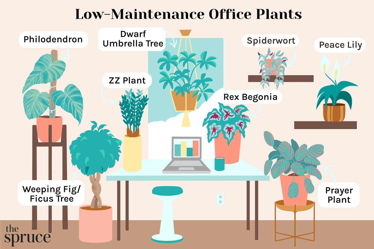 Cool low light plants for office decoration | Boost your mood and productivity