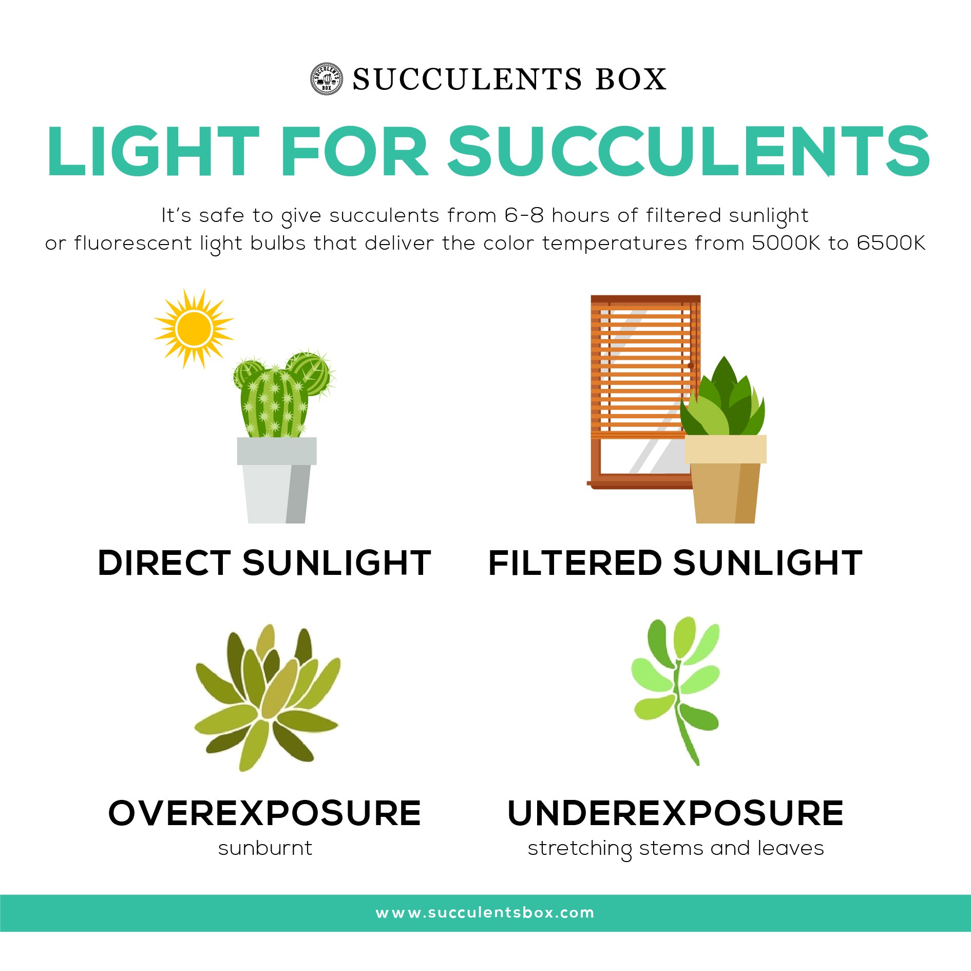 How Much Sun Do Flowers Need Each Day? Get the Right Light!