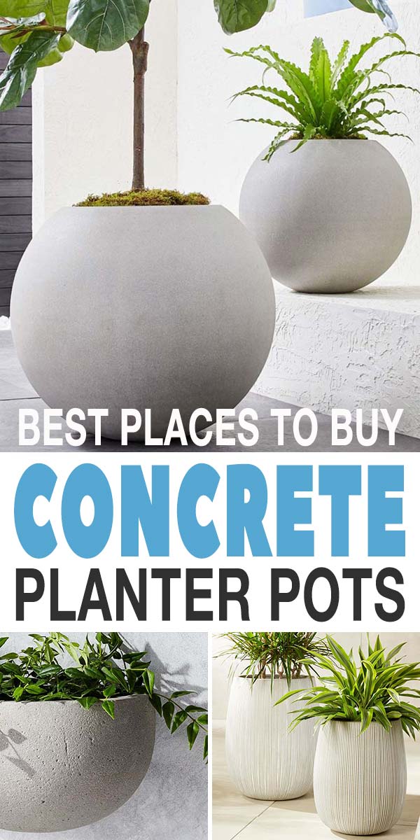 Affordable Concrete Flowerpot Where to Buy Them Online Now