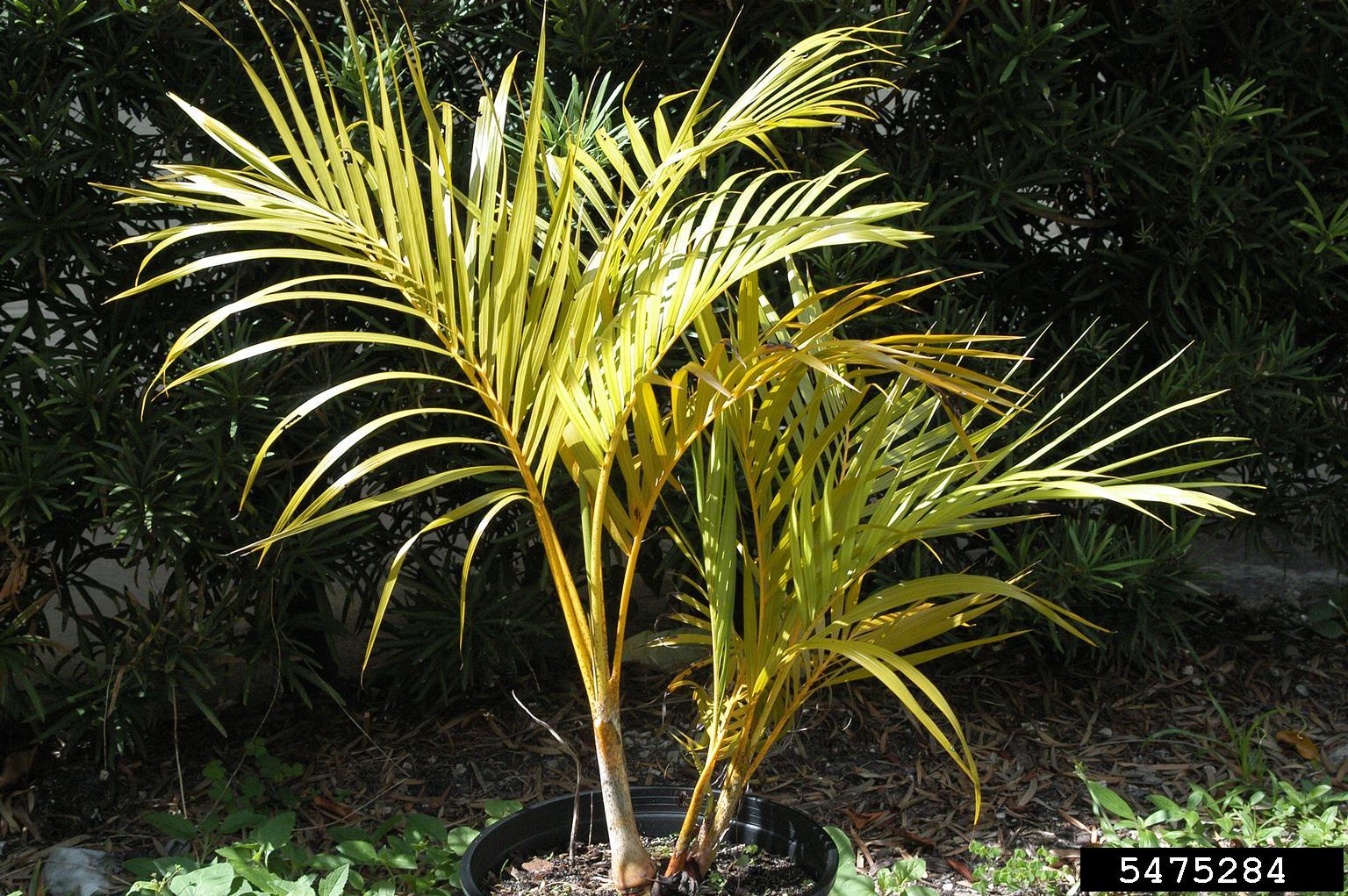 Majesty Palm Diseases Pictures: See the Symptoms, Find the Cure (Simple Solutions)