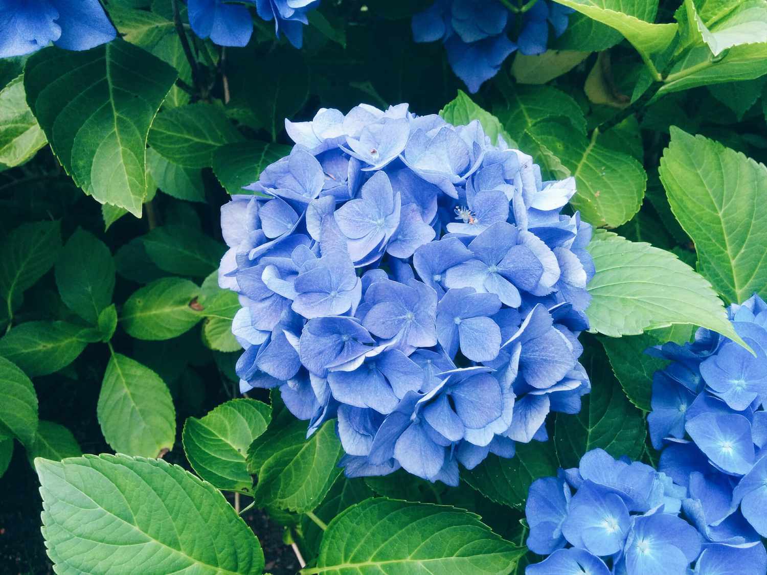 Fertilizing Hydrangeas with Coffee Grounds: A Simple Guide(How to Get Amazing Results Now)