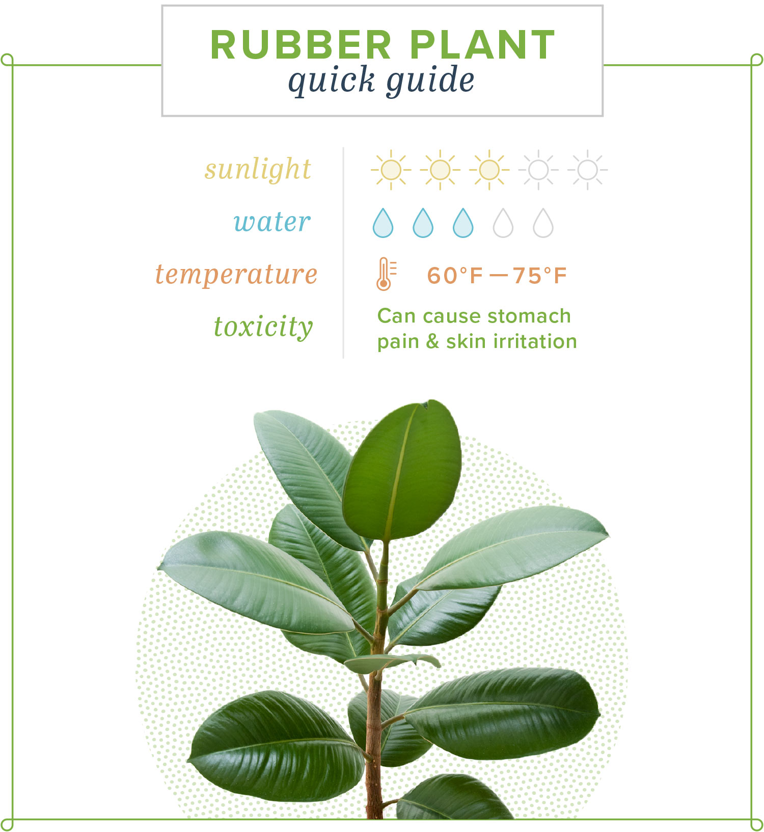 Rubber Tree Temperature Tolerance: Ideal Range for Healthy Growth and Production.