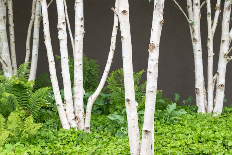 Birch Tree Pests and Diseases: Simple Tips to Keep Your Trees Healthy!