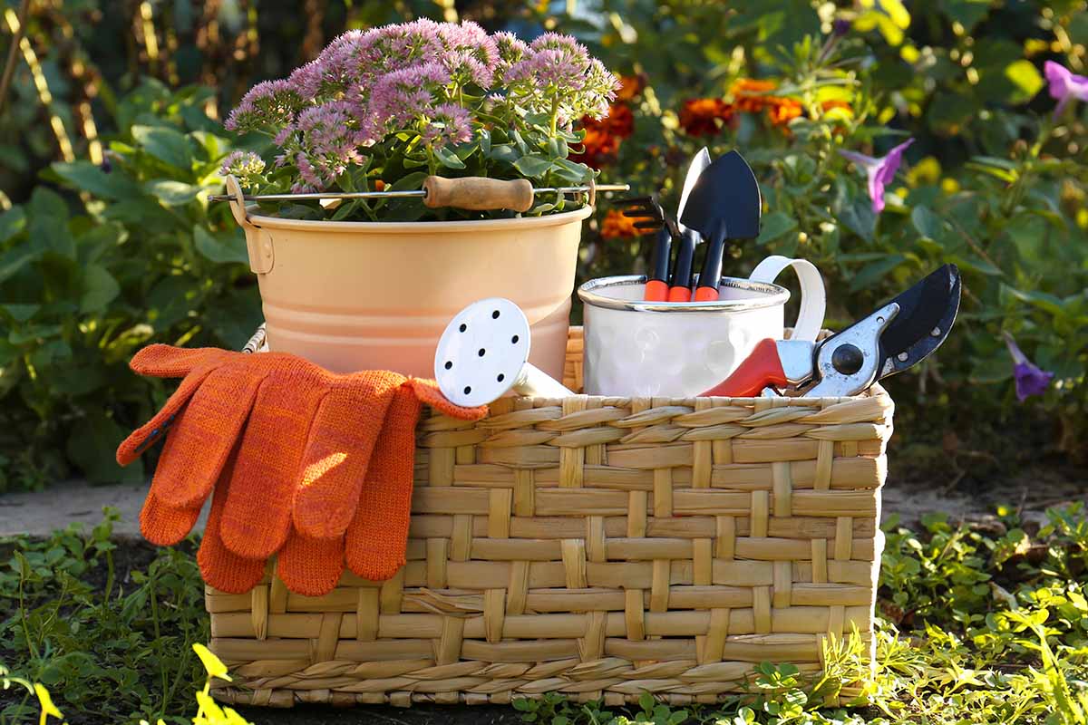 Must-have floral gardening tools: Essential items for every garden lover to use!