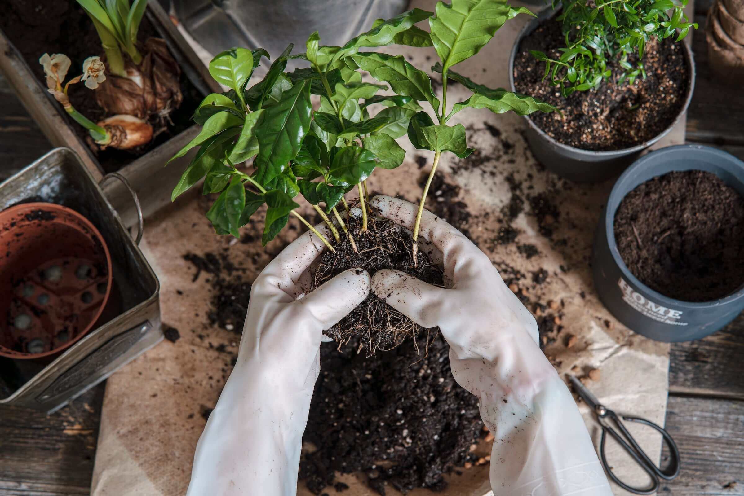Soil for coffee plant: what to look for? Make your coffee plant thrive!