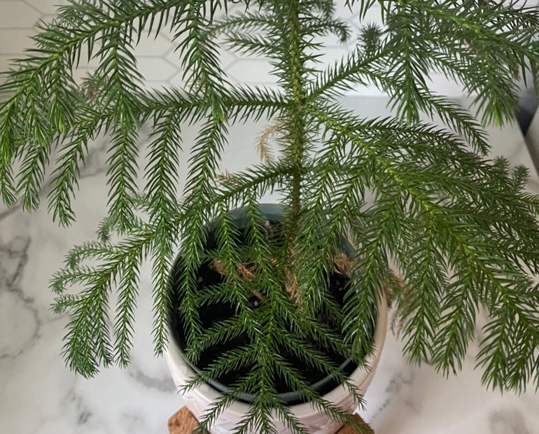 Norfolk Pine Potting Soil Secrets, what kind of soil you should never choose for your plants.