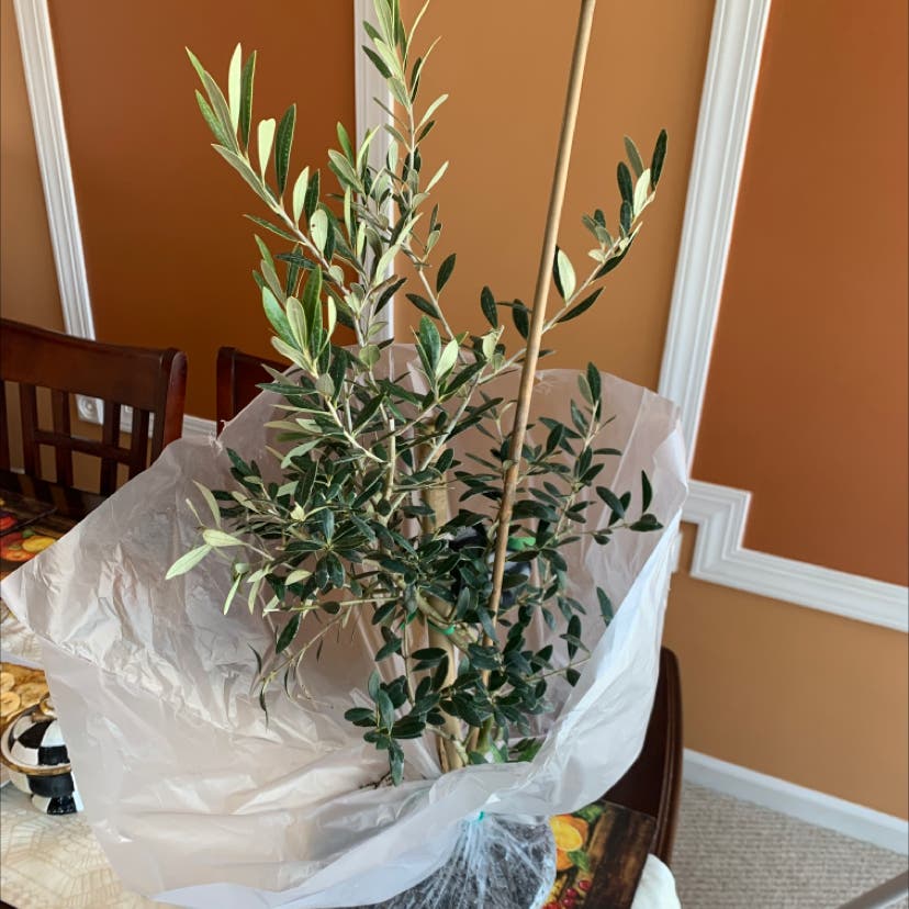 Olive Tree Temperature Range: Avoid These Mistakes! Keep Your Tree Alive!