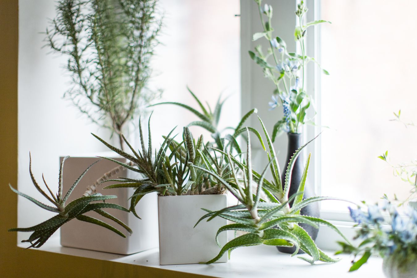 Indoor plants that can withstand cold: Top choices for low-temperature homes!