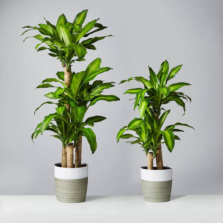 Buy Large House Plants: How to Choose the Right Big Plants for Your Home!
