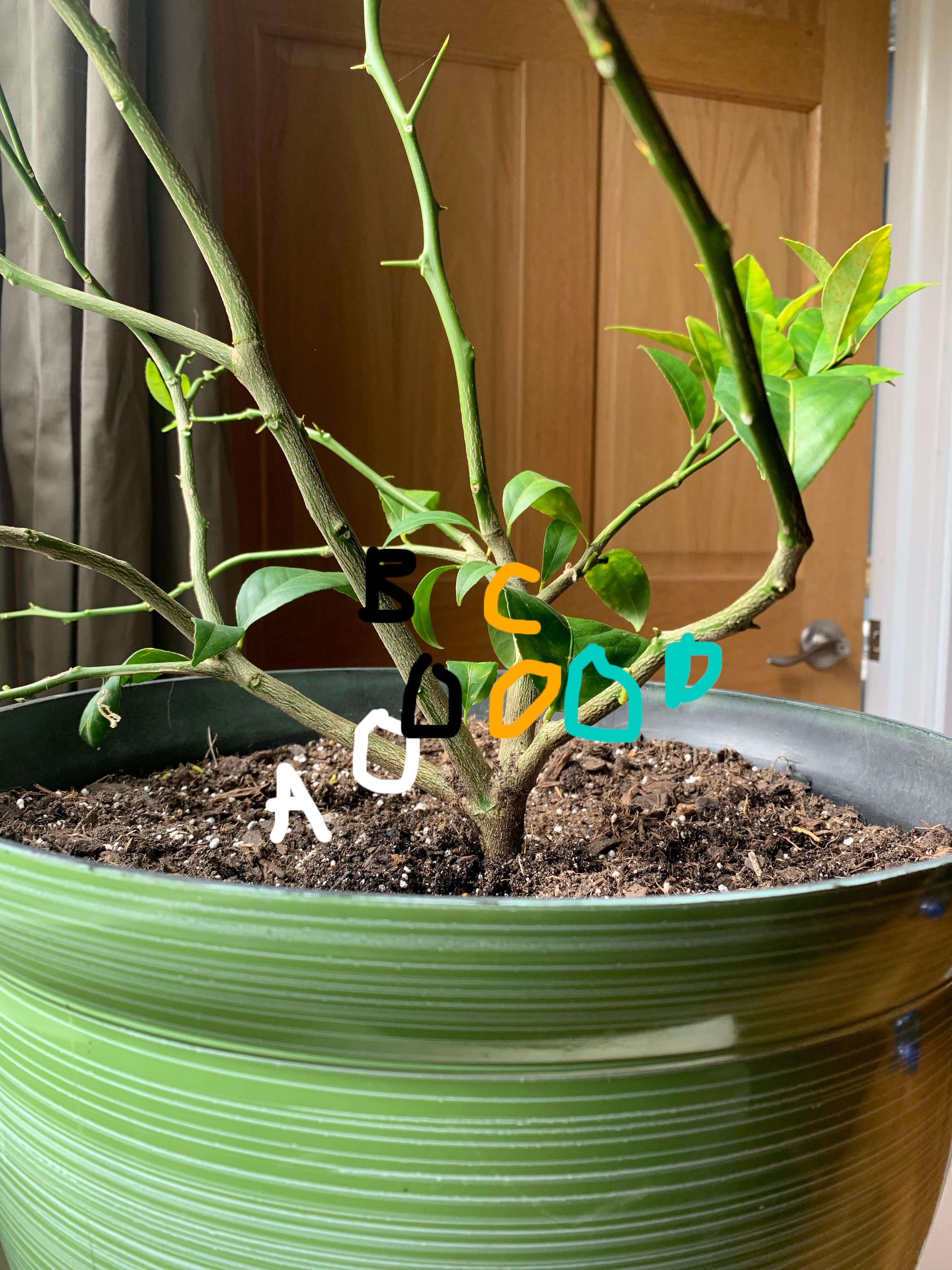 Pruning a Meyer Lemon Tree: Dos and Donts for a Healthy, Happy Plant
