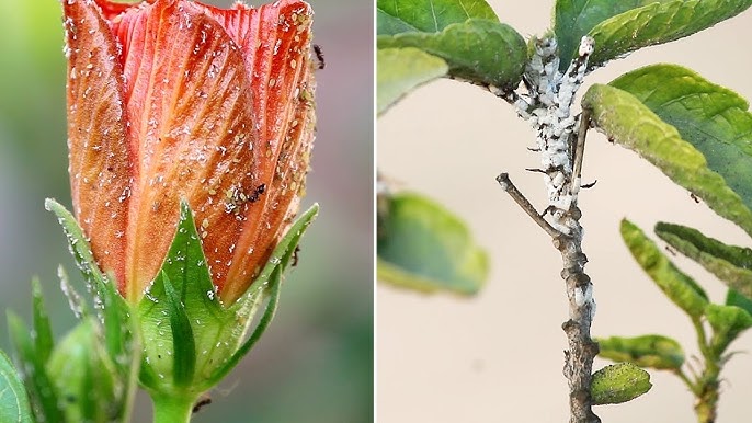 Hibiscus Diseases and Pests: Common Problems and Easy Fixes for Your Hibiscus Plant.