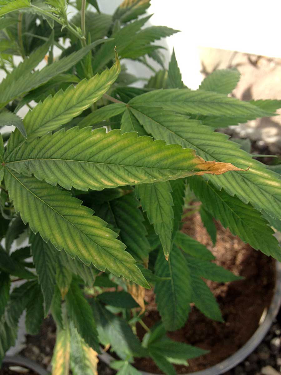 Why Are My Marijuana Plants Leaves Turning Yellow? Simple Guide to Fix It!