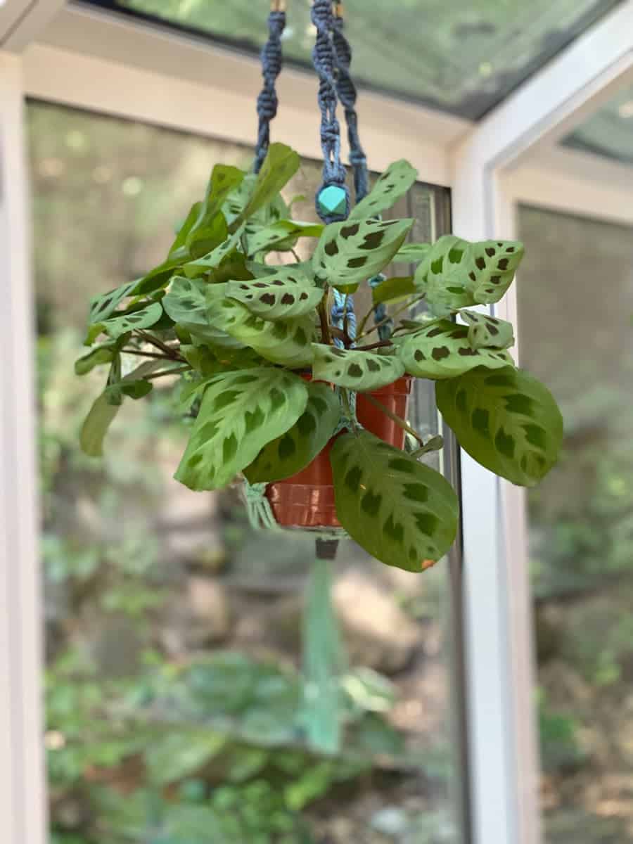 Repotting a Prayer Plant: When and How? (A Quick and Easy How-To Guide)