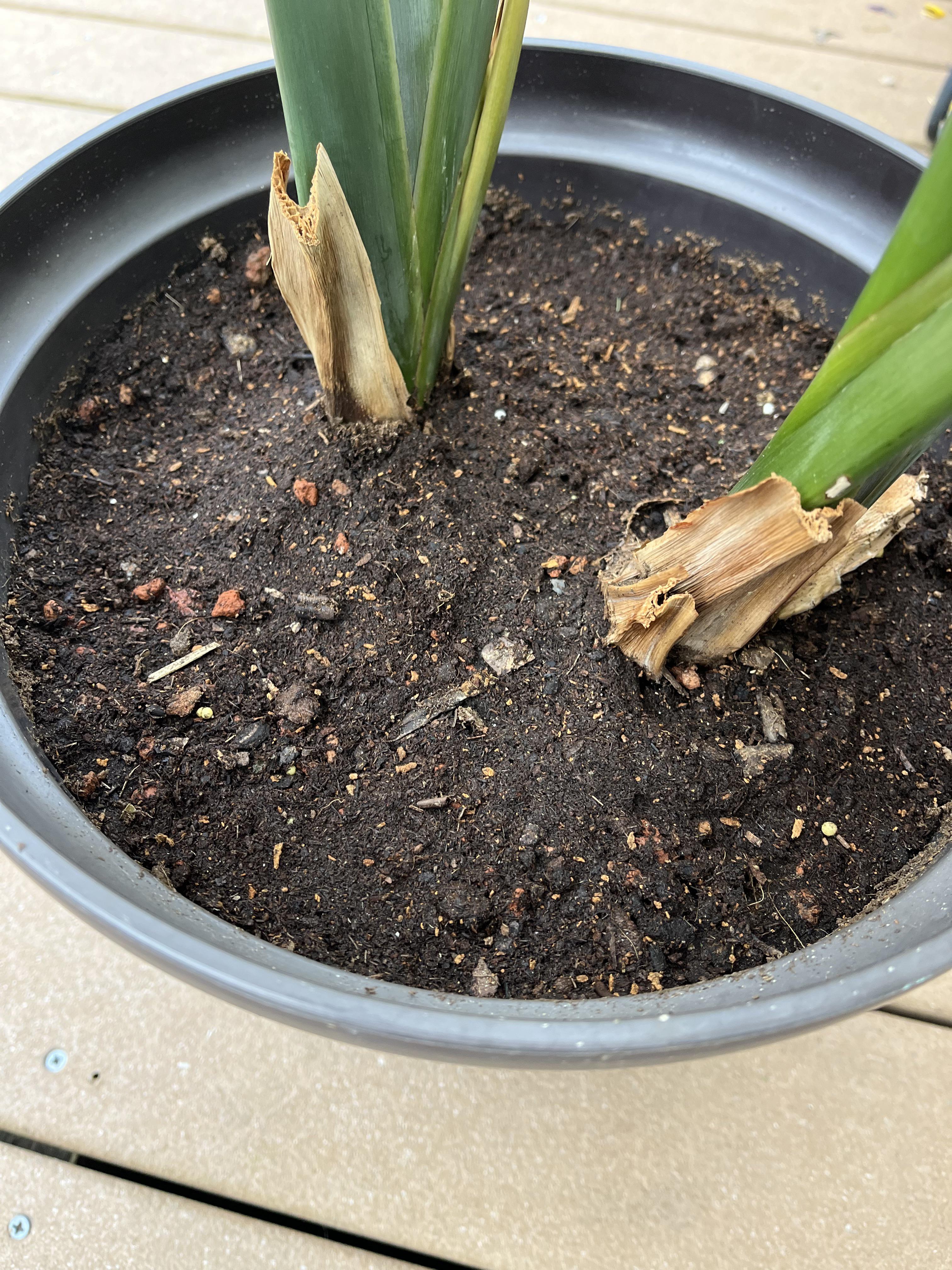 Soil for Birds of Paradise Plants: Get the Right Mix