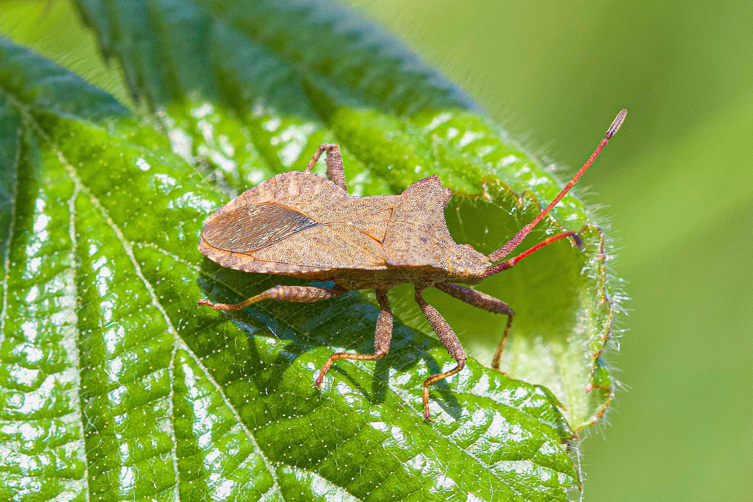 Need Squash Beetle Insecticide? Here Are Some Easy Tips!