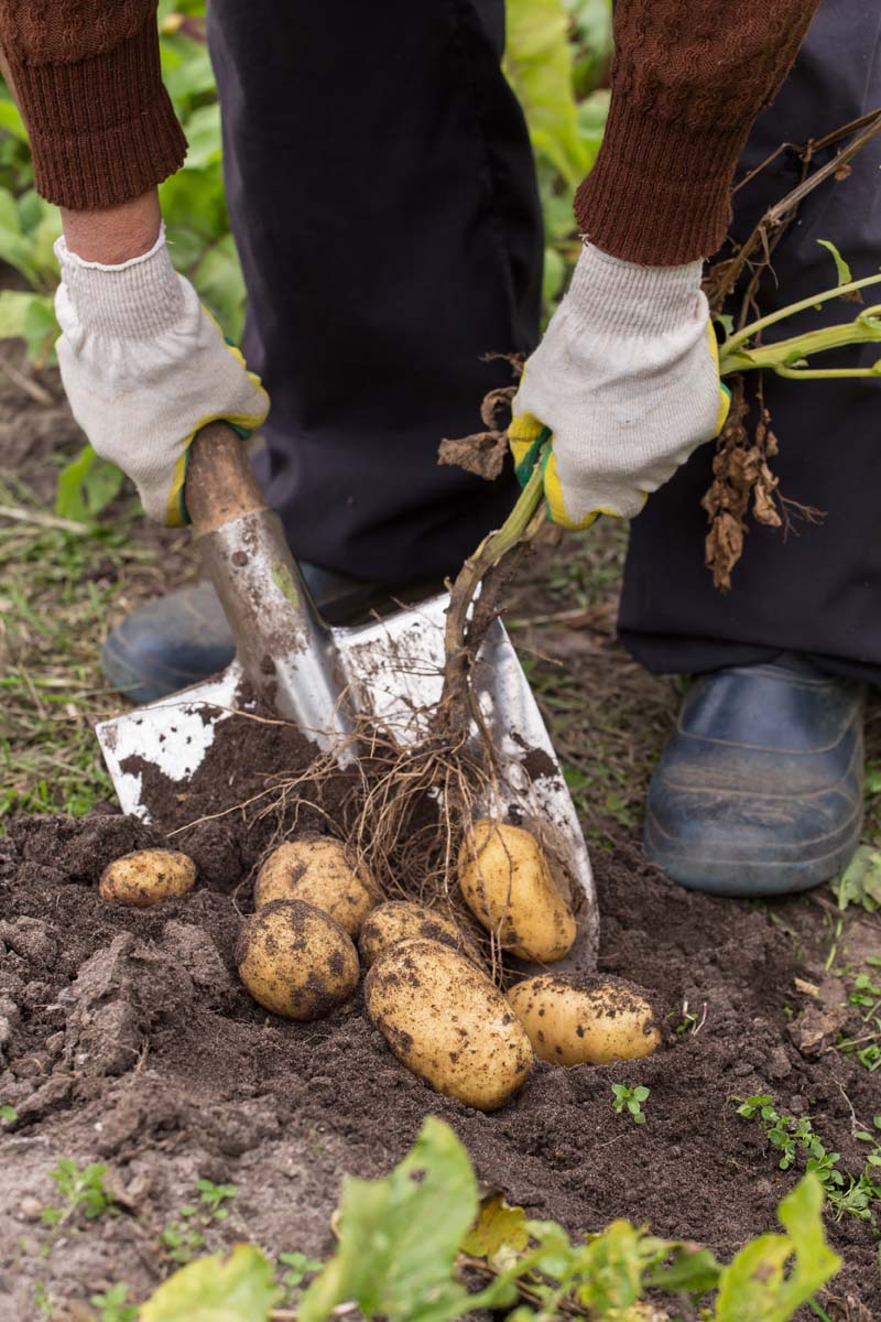 Make Harvesting Easier With a Good Potato Shovel: A Buyers Guide