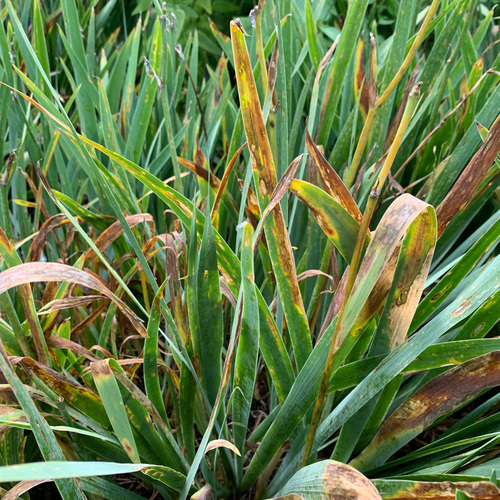 Iris Pests and Diseases: A Simple Guide to Common Problems