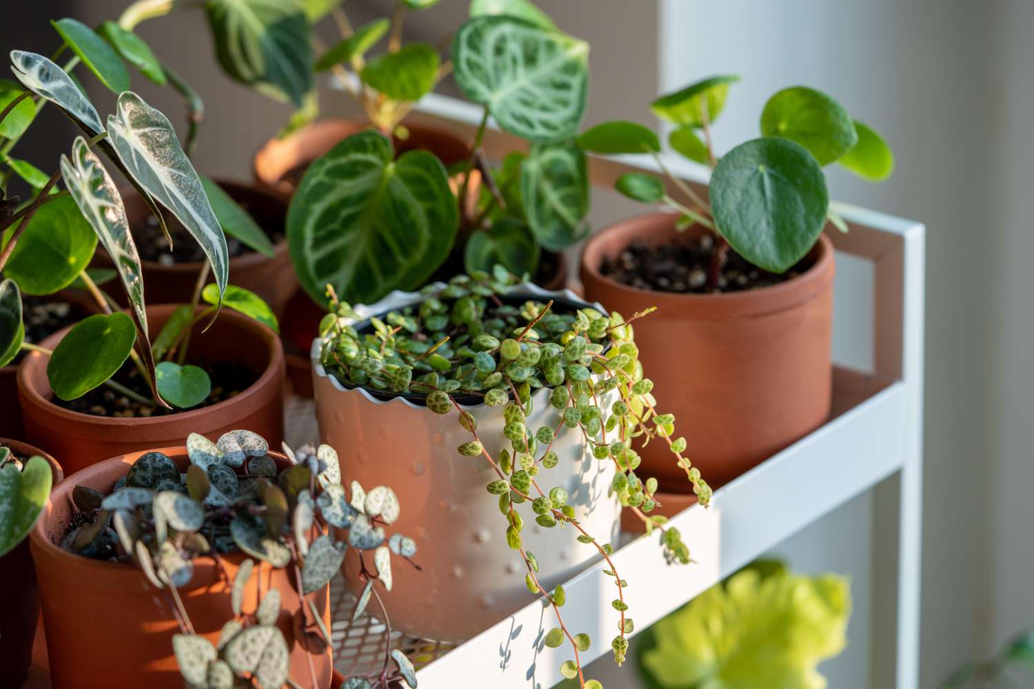 Fertilizing Houseplants in Winter: Is It Necessary or Not?