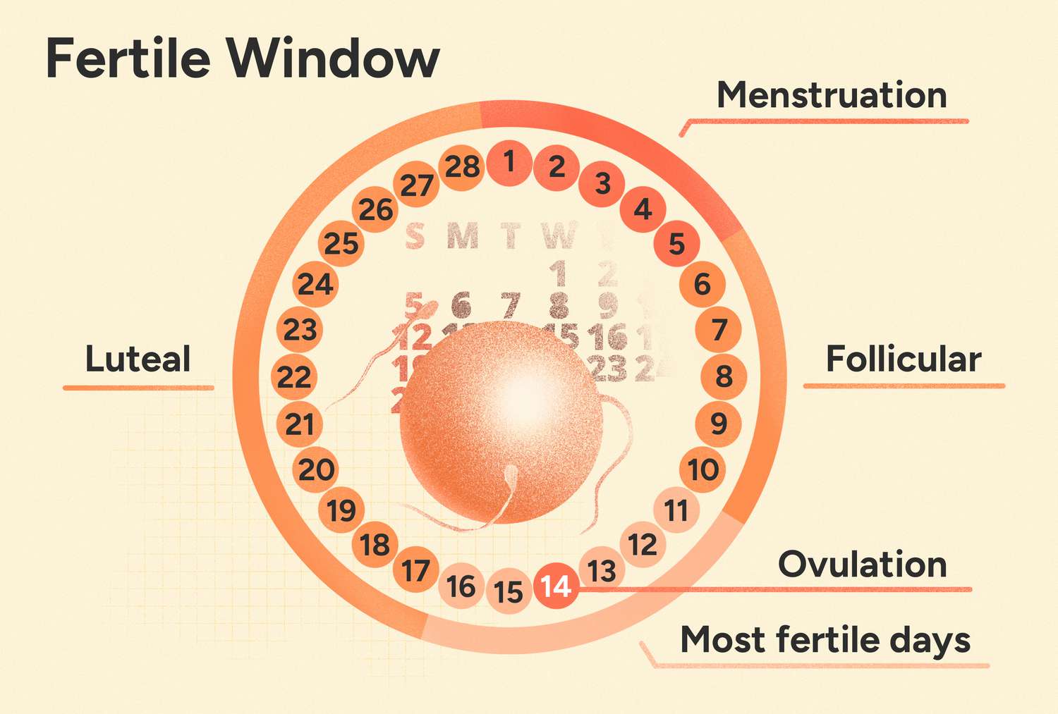 How to Use a Fertile Period Calculator? A Step-by-Step Guide for Beginners.