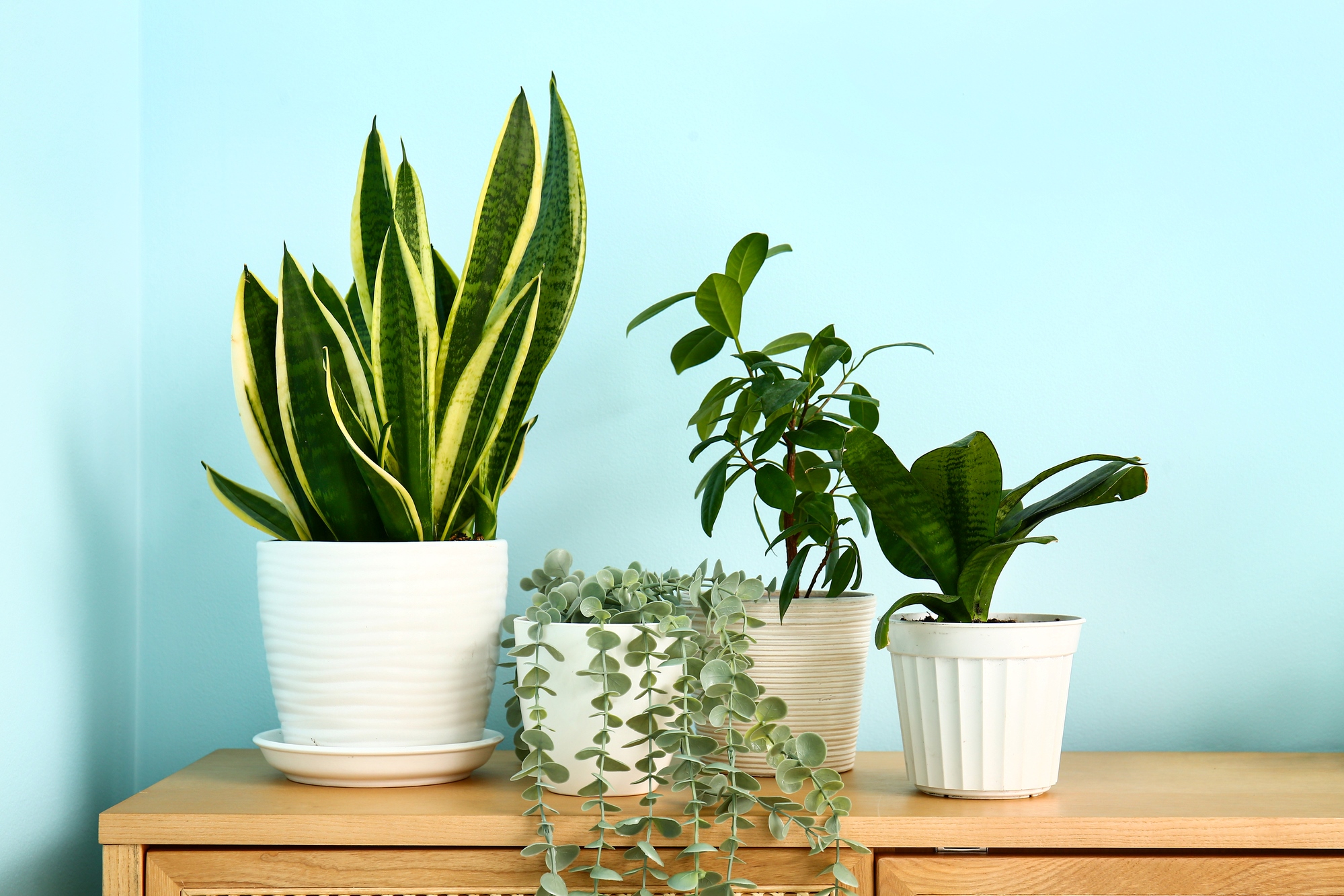 Need plants for housewarming? These are perfect for a fresh start!