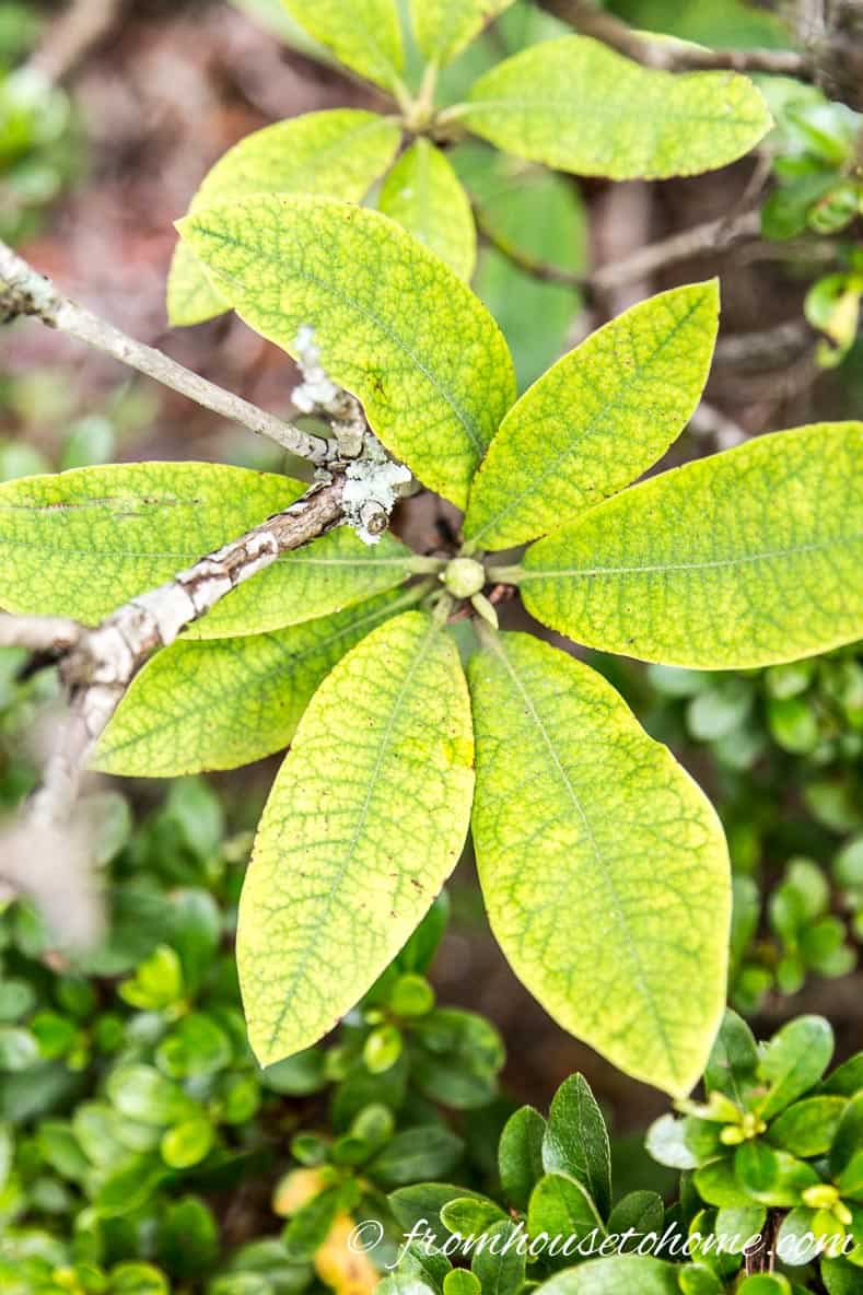 Rhododendron Diseases Yellow Leaves: Common Causes and Easy Fixes (Simple Solutions for a Healthy Garden)