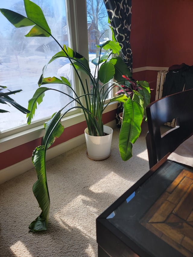 Bird of Paradise Droopy? Overwatering Might Be the Problem, See Solutions