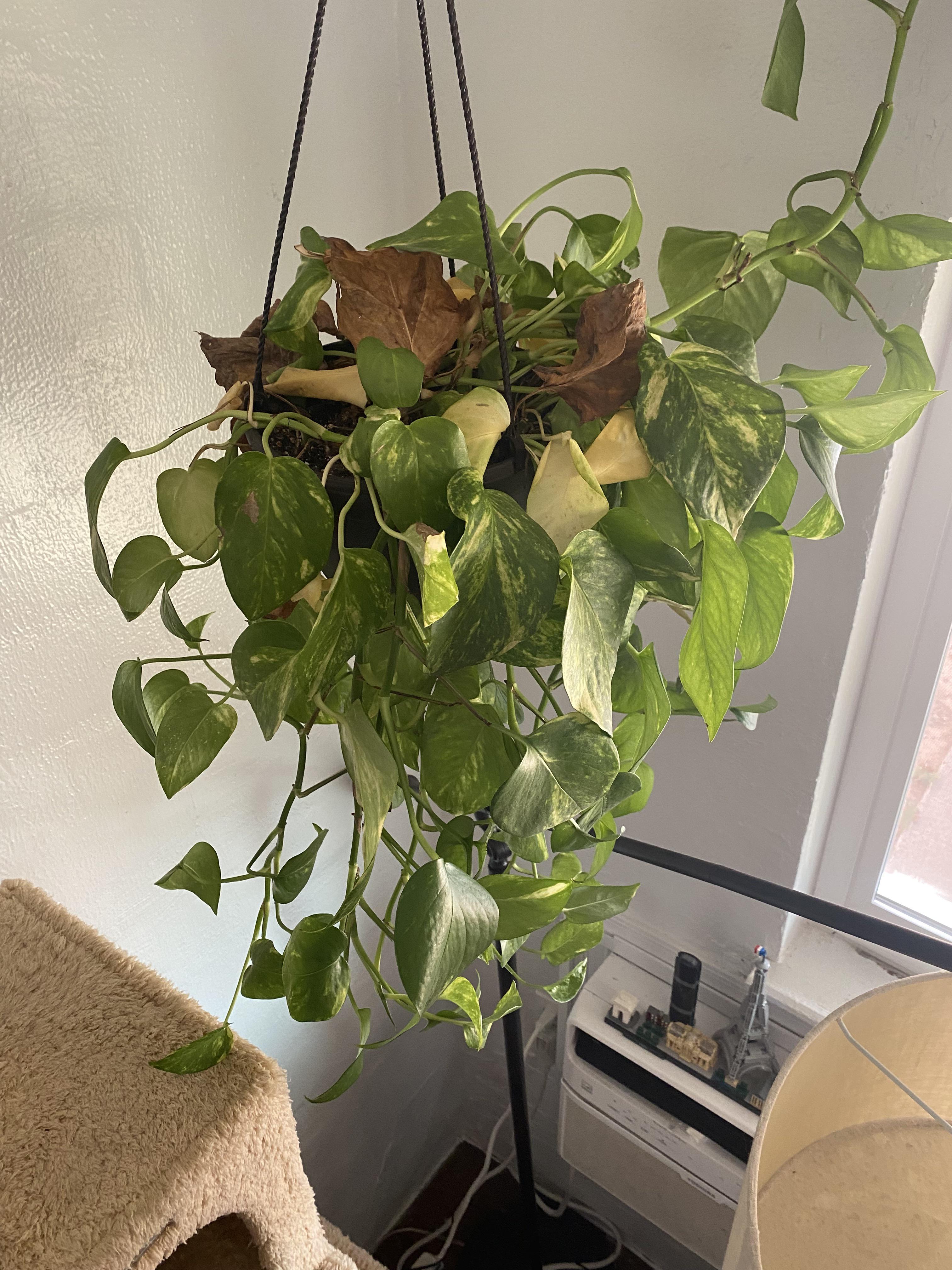 Signs of Overwatering Pothos and How to Prevent It (Keep Your Plant Thriving)